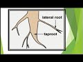 Soil and roots Relation/Types of Roots.