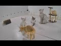 🐕 Funniest Cats and Dogs Videos 🐶 Funny Animal Videos 2024 😆