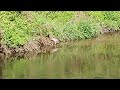 🌳Gray heron🦩 by the river