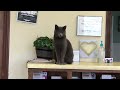 Smokey the Greeter Cat pt 2