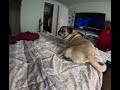 I need to make the Bed!