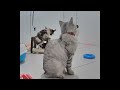 😂 IMPOSSIBLE TRY NOT TO LAUGH 😂 Funny And Cute Animal Videos 2024 🐕🐕
