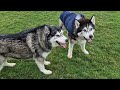 Huskies Ambush Me with Cuteness To Get What I Have!