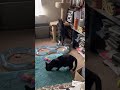 A Tale of Two Pretty Kitties