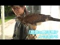 【害鳥駆除の依頼殺到】自宅で鷹3羽と共同生活･･･自由自在に操る22歳の女性鷹匠【＃推しごと拝見】