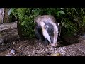 Badger feeding noisily - UHD 4K