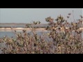 Corpus Christi beaches