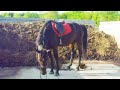 Illusion pooping in the manure pit