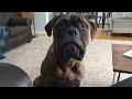 Bullmastiff talking - George, 1.5 years old