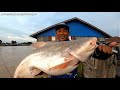 Mancing ikan monster di sungai besar Kalimantan Tengah bermodalkan umpan pisang di tengah sungai