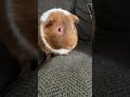 Guinea pig eating lettuce