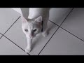 deaf cat meows like this