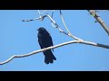 Red-winged Blackbird Call from Perch