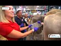 Milking at the Minnesota State Fair: Hannah and Dale go head-to-head