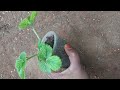 How to grow Strawberry plant| #strawberryplant #மாடித்தோட்டம் #youtubeshorts #gardentour #gardening