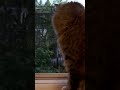Cat Watching Rain