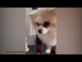 FUNNIEST VIDEO CATS & DOGS 2024🐶🐱 | BEST VIDEO ANIMALS EP 3😍😂