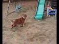 Small dog Vs. Medium size dog playing chase