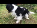 Jessie, le cavalier king Charles terrier (2)