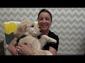 Puppy Training Tips