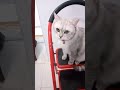 cat learn how to sit.