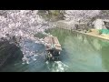 『ひとり旅』京都旅行 伏見十石舟 桜満開/Fushimi Jikkokubune/ Cherry blossoms/KYOTO SIGHTSEEING/JAPAN TRAVEL/旅行vlog