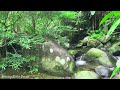 Small Stream Flows Peacefully in Middle of Vast Forest, Relaxing Sounds of Nature, Chirping Birds