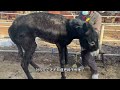 Rescue this disabled donkey! Its front hoof grow backwards, pitiful!