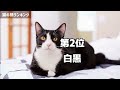 人気の猫柄トップ10｜日本に多い猫の柄は？毛色の特徴や性格