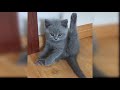 Cute cats doing  Funny Things  Cute cat videos compilation | Relaxing Video Cute and Funny Cats