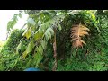 Hidden Wonders Unveiled: Discovering the Naguabo Infinity Pool | 360° Rainforest Journey Pt.1