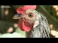 7 Surprising Rules for Feeding Chickens