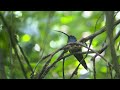 Green Hermit Hummingbird￼ singing in Sky Adventure Park Monteverde Costa Rica