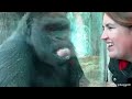 Funny monkeys will make you laugh hard -  Funny Animals