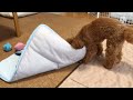 クンクンしすぎる犬 nose work