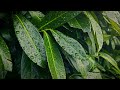 Rain on Leaves | 8 Hours of rain falling on leaves | Relaxation Meditation Fall asleep fast