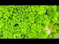 Beautiful Relaxing Music - Music Heals The Heart And Blood Vessels🌿 Calming Music for Relaxing