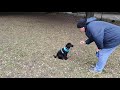 Domino fetching a ball better than Jasper ever did - 4K