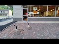 Hungry Geese Eating Chicken