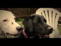 7300【黒ラブ&ダルメシアン】｜7300【Black lab&Dalmatian】