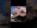 Marine aquarium #shorts