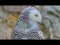 Birds Of The World 4K | The Healing Power Of Bird Sounds | Scenic Relaxation Film