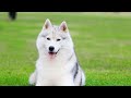 Siberian Huskies are undoubtedly one of the most