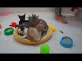 So Funny! Funniest Cats and Dogs 2024😹🐶New Funny Animals 2024😍