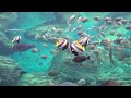 【RELAXATION】 Relaxing Aquarium and Music | Chill and Relaxation