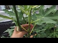 FIG | How to grow fig tree in pot from air layering!