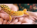 Unboxing Leopard Gecko from OG Reptiles! see description