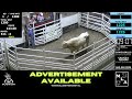 7/11/2024 -Maryville Livestock Auction - Cattle Auction