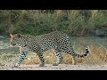 WILD ANIMAL KINGDOM 8K HDR | with Catchy Cinematic Music (Colorful Animal Life)