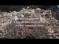 What to feed your worms | Vermicomposting